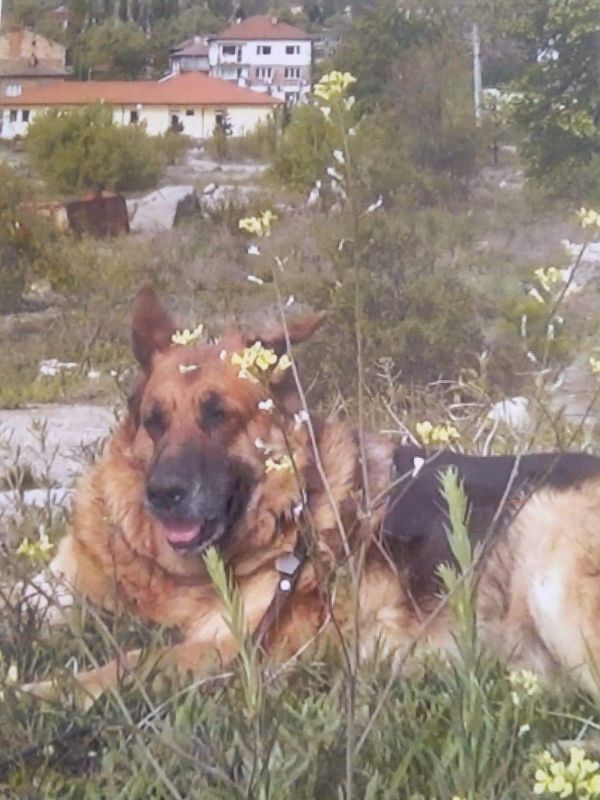 Васил Величков представя "Хилда-моят град Пещера"